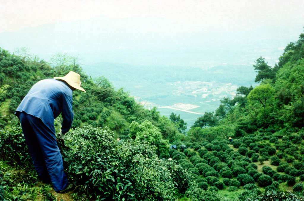 Te-plukker i Hangzhou