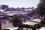 Jacaranda trees bloom ini Bulawayo