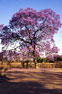 Blomstrende jacaranda træ i Gweru