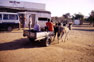 Mules in front of the local grocery store