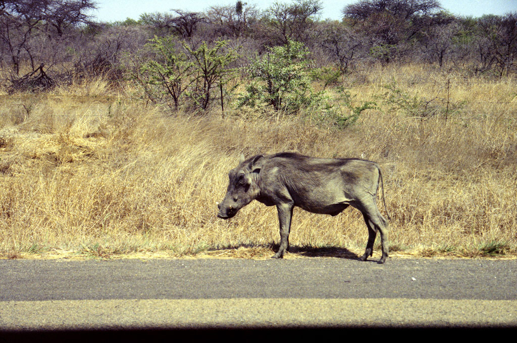 Et vortesvin i Hwange national park